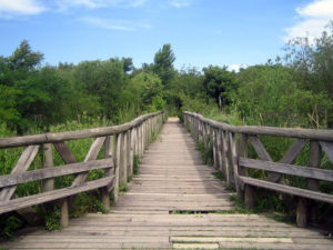 Camino de madera en la Reserva Ecológica