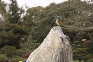 Pajaro sobre roca en el Jardín Japonés