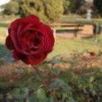 Rosa roja en el Rosedal de Palermo