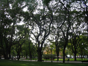 Arboles en Plaza San Martín 